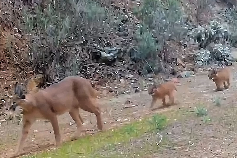 Muğla, fotokapana yakalanan Karakulak ailesi