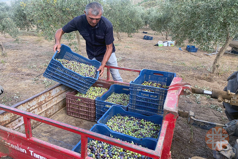 Kavaklıdere'de Zeytin Hasat Şenliği 1